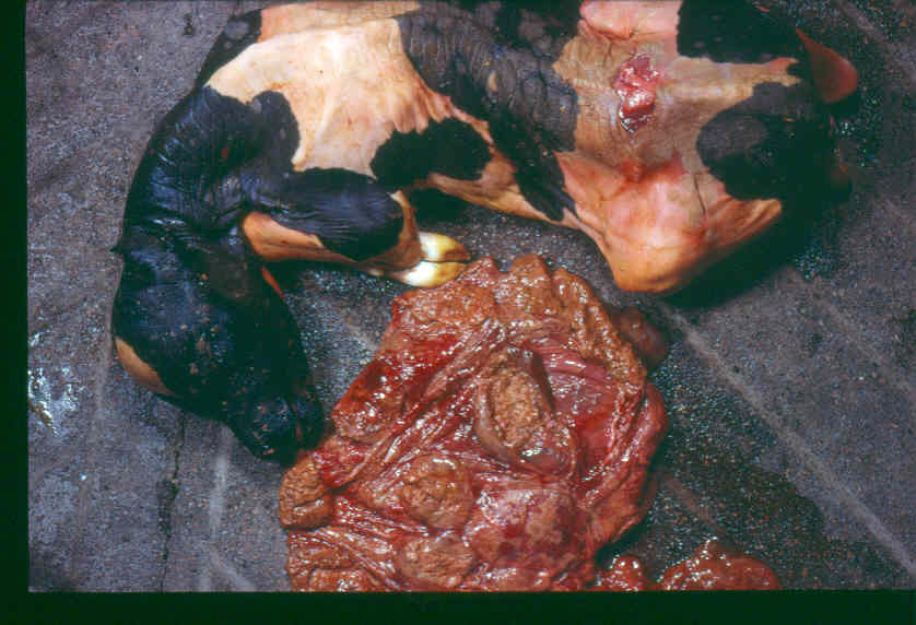 Mycotic Abortion caused by Aspergillus - Copyright Professor Andrew N. Rycroft, BSc, PHD, C. Biol.F.I.Biol., FRCPath
