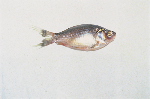 Ornamental Fish 12.jpg