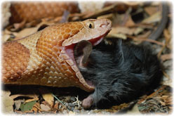 File:Snake eating mouse ed.jpg