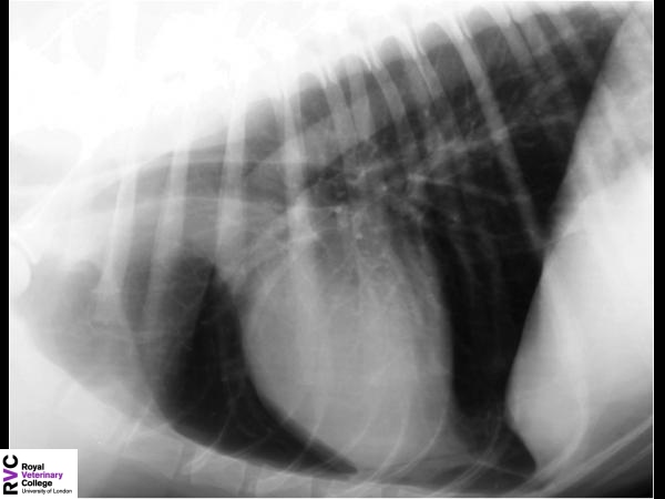 Canine lateral thoracic radiograph.jpg