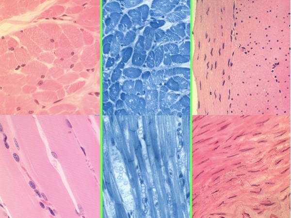Muscle histology.jpg