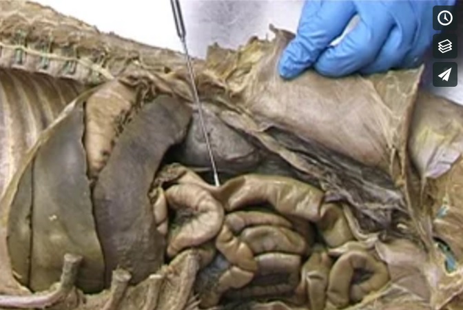 Female dog abdomen dissection.jpg