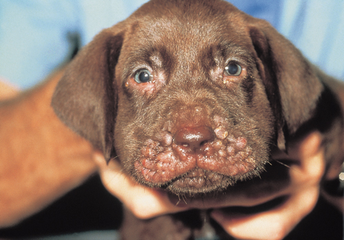 Of strangle stages puppy Puppy Strangles: