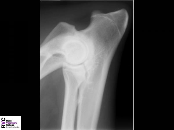 Canine flexed elbow radiograph.jpg