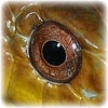 snake eye pupil in humans