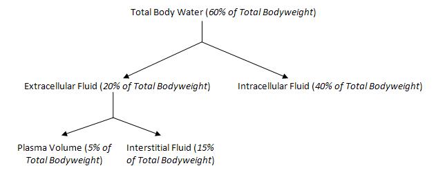 barrier between distinct fluid compartments in animals