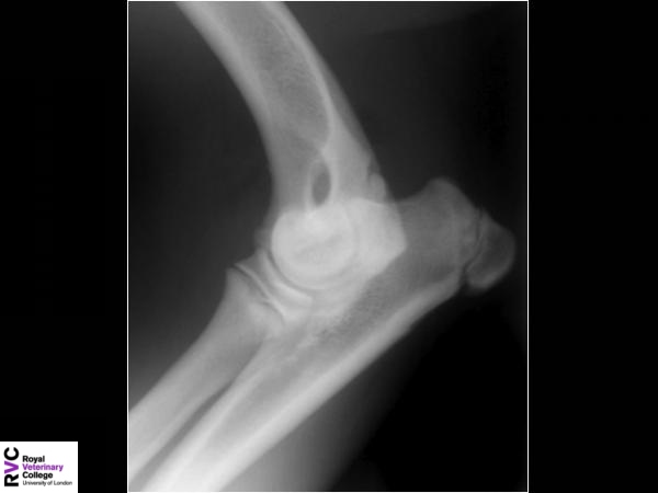 Immature canine elbow radiograph.jpg