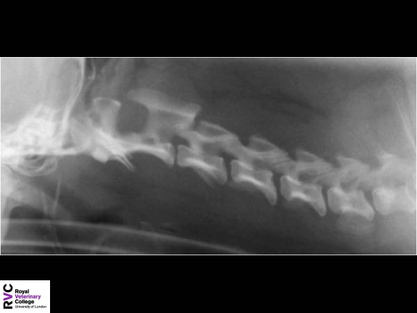 Canine cervical spine radiograph.jpg