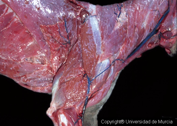 Canine thoracic limb dissection 1.jpg