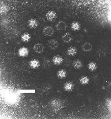 Calicivirus.jpg
