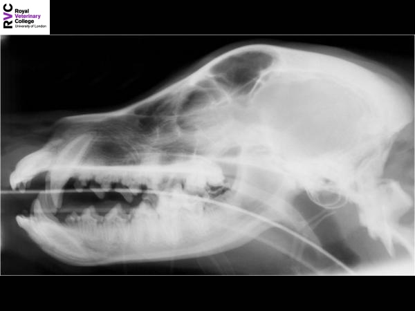 Canine lateral skull radiograph.jpg