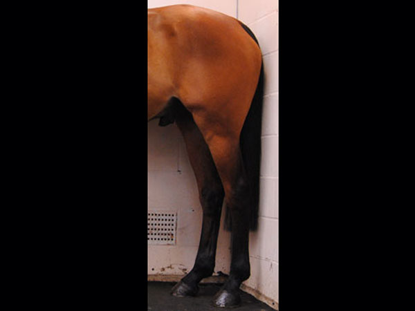 Equine Pelvic Limb Anatomy.jpg