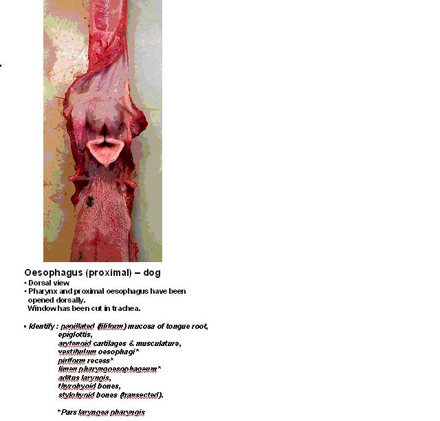 Oesophagus anatomy.jpg