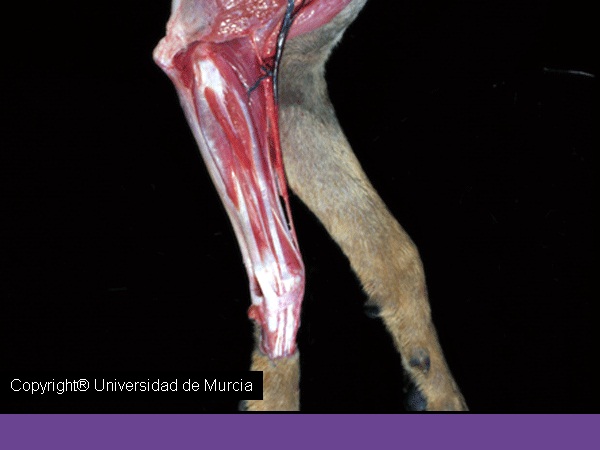 Canine thoracic limb dissection 2.jpg