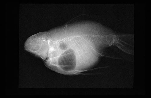 Ornamental Fish 04a.jpg