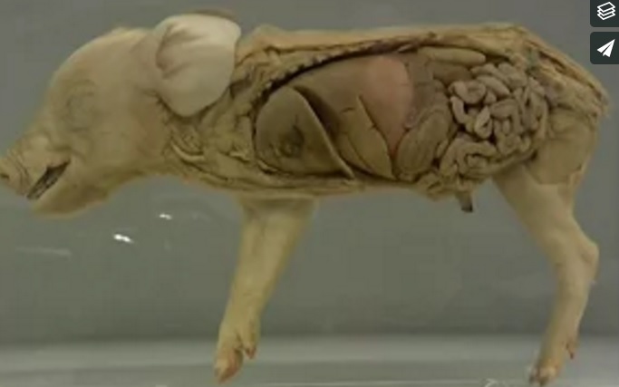 Piglet anatomy.jpg