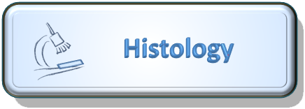 File:Histology.png