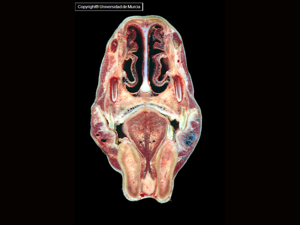 Equine Head Dissection (Transverse 1).jpg