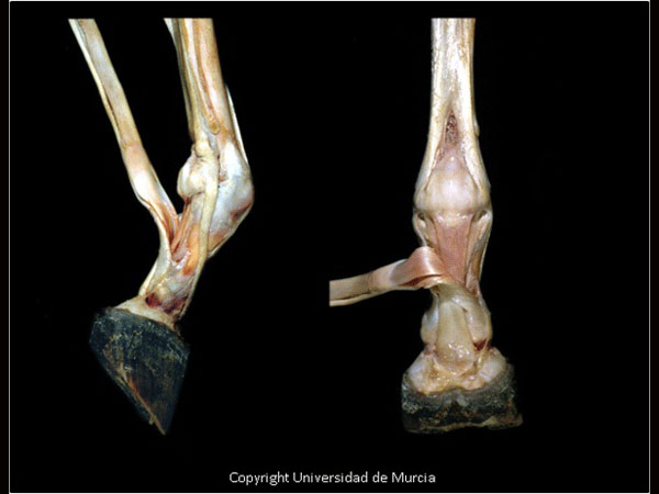 Equine distal limb 1.jpg
