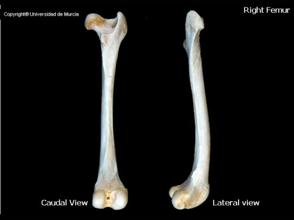 Canine femur.jpg