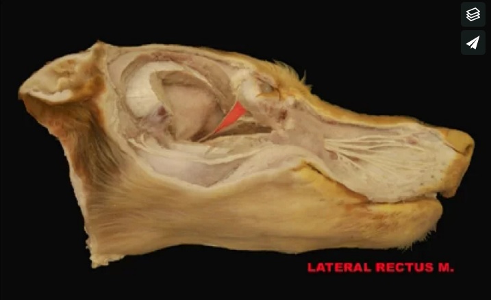 Lateral surface of the head of the dog potcast 2.jpg