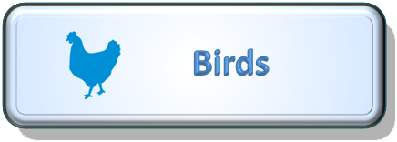 File:Birds.png