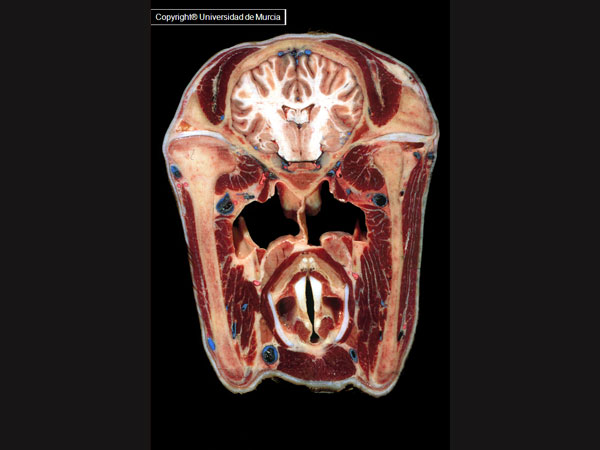 Equine Head Dissection (Transverse 3).jpg
