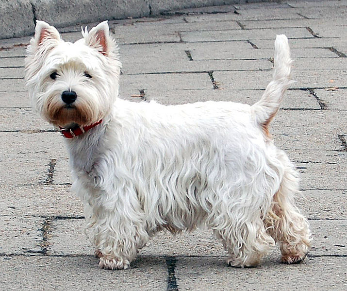 WikiVet Article: West Highland white terrier