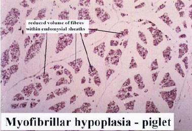 File:Myofibrillar hypoplasia.jpg