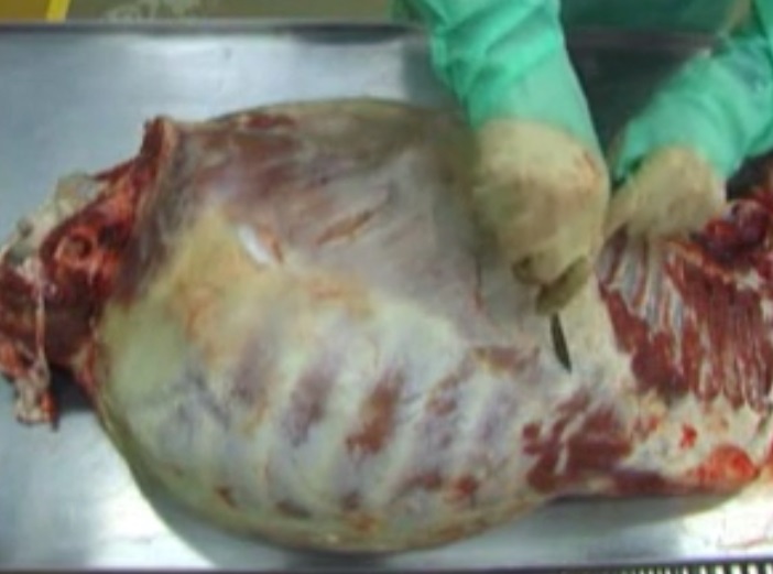 Ovine abdominal wall musculature dissection.jpg