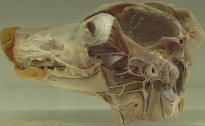 Lateral surface of the head of the dog potcast 5.jpg