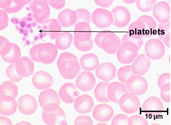 Platelets ©RVC 2008