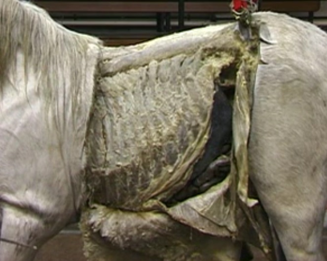 Abdominal viscera of the horse dissection.jpg