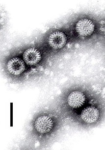 Rotavirus logo.jpg