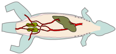 reptiles circulatory system