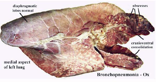 File:Bronchopneumonia ox.jpg