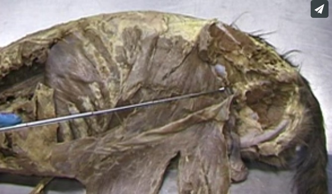 Male dog abdomen dissection.jpg