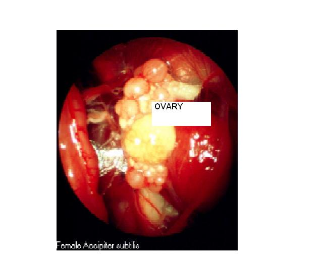 File:Reproductive Anatomy avian ovary.jpg