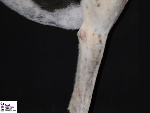 Canine antebrachium.jpg
