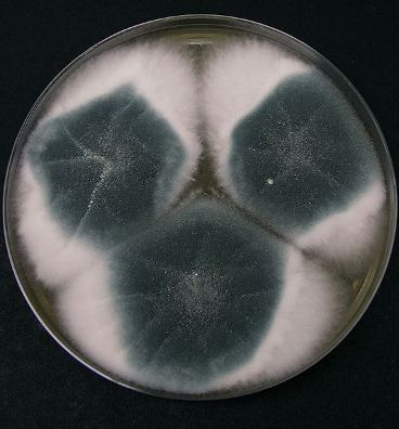 Aspergillus logo.jpg