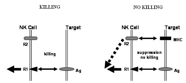 File:NK cell killing.jpg