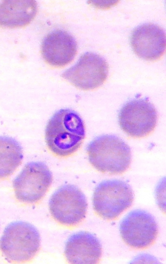 Babesia logo.png