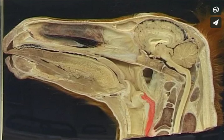 Equine head (sagittal section) potcast.jpg