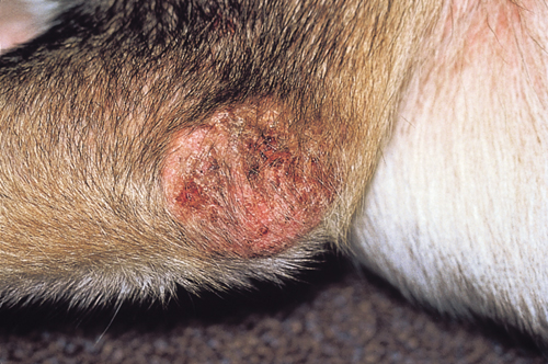 Small Animal Dermatology Q&A 11a.jpg