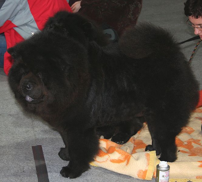 WikiVet Article: Chow Chow