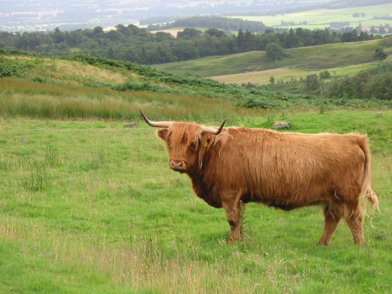 Cattle Breeds Quiz WikiVet English Cattle Breeds Quiz WikiVet English