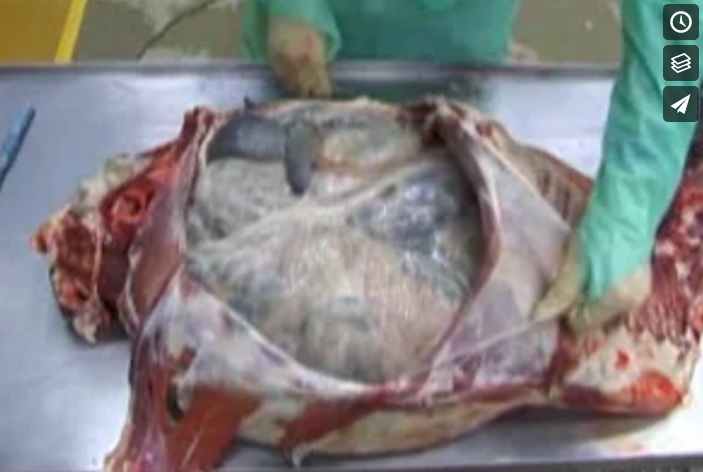 Ovine right-sided abdominal and thoracic dissection.jpg