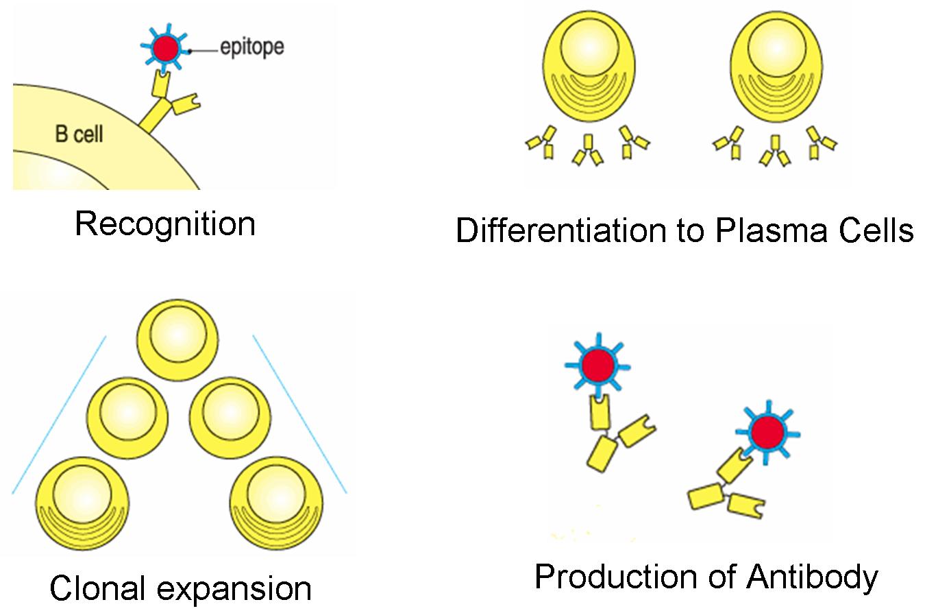 B-cell differentiation - B. Catchpole, RVC 2008