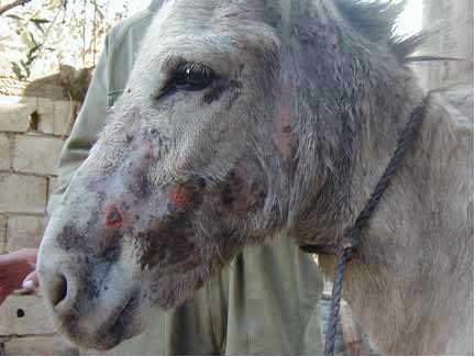 File:Bee stings donkey.jpg