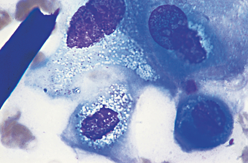 Cytology 14b.jpg